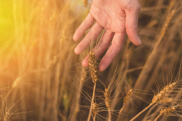 Close-up of ears of wheat in female hands in the rays of sunlight, selective focus. Wheat field, harvest - Zdjęcie, obraz