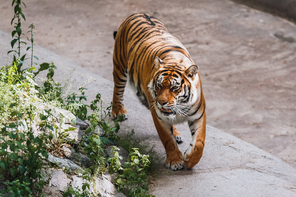 El tigre de Bengala. Zoológico. Gran gato. Jardín zoológico - Foto, Imagen