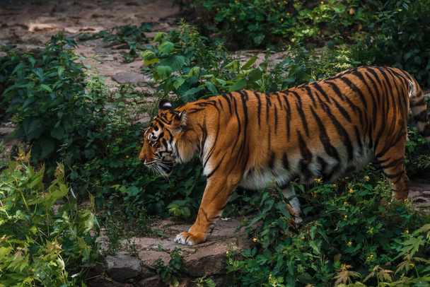 Бенгальський тигр. Зоопарк. Великий кіт. Зоологічний сад - Фото, зображення