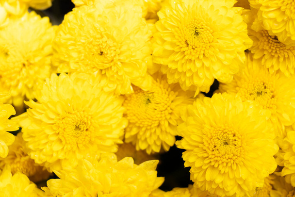Закрыт из желтого цвета Хризантема цветочный узор фон - Фото, изображение