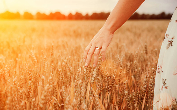 Wheat field hand woman. Young woman hand touching spikelets cereal field in sunset. Harvesting, summer sun, organic farming concept - Fotografie, Obrázek