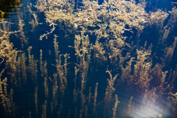 Algae and aquatic plants swim underwater - Fotó, kép