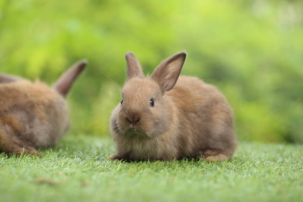 Cute little rabbit on green grass with natural bokeh as background during spring. Young adorable bunny playing in garden. Lovrely pet at park - Photo, Image