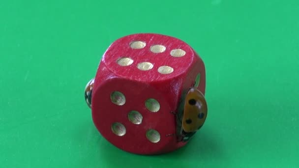 Dos mariquita Ladyluck mariquita en los dados de juego rojo con el número seis
 - Metraje, vídeo