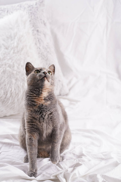 Adult european short hair cat blue tortie laying on a white bed sheets looking curious - Foto, afbeelding