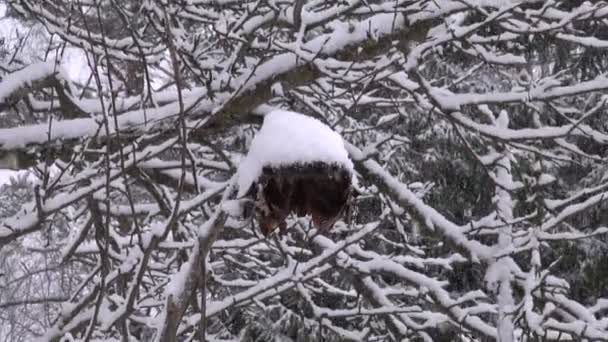 Nieve de invierno cayendo en granja jardín
 - Metraje, vídeo