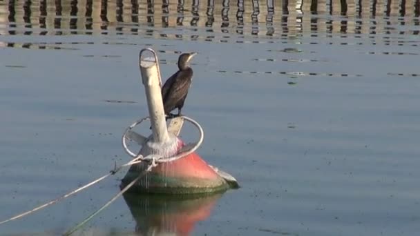 Pták Kormorán (Phalacrocorax carbo) na bóje - Záběry, video