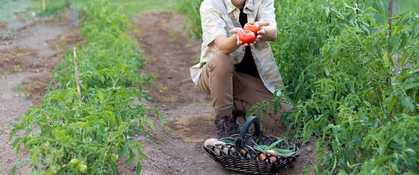 Невідомий молодий чоловік тримає стиглі помідори з рослини з плетеним кошиком та іншими овочами на підлозі
 - Фото, зображення