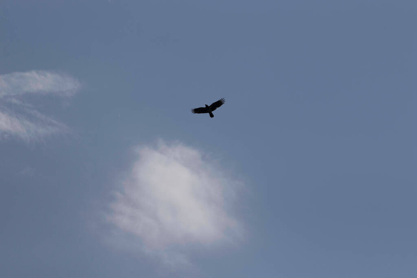 free bird in the cloudy blue sky, bird flight in the sky - Photo, Image