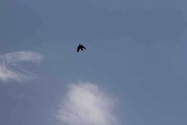 ελεύθερο πουλί στο συννεφιασμένο γαλάζιο ουρανό, πτήση πουλιών στον ουρανό - Φωτογραφία, εικόνα