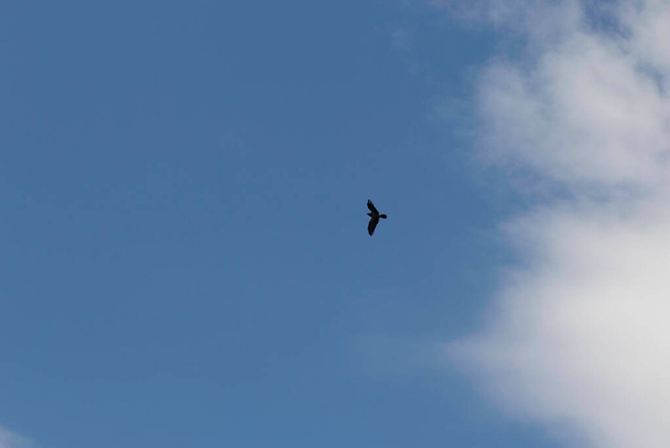 gratis vogel in de bewolkte blauwe lucht, vogel vlucht in de lucht - Foto, afbeelding