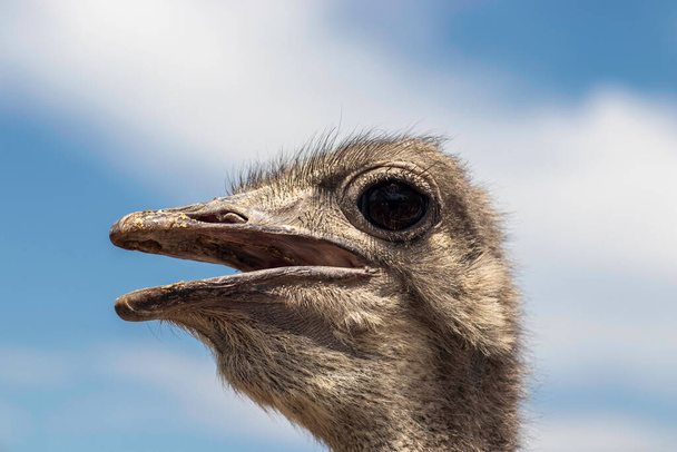 ostrich head close up, ostrich under blue sky - Photo, Image