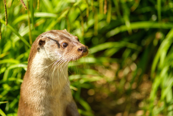 Closeup view of an an otter being curious - Valokuva, kuva