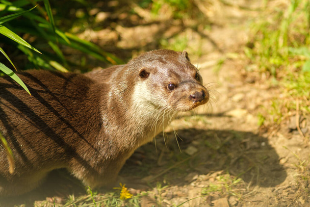 Closeup view of an an otter being curious - Valokuva, kuva