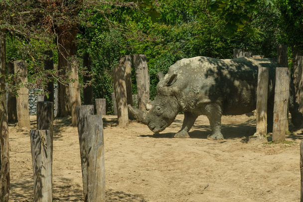 Вид на носорога в дневное время - Фото, изображение
