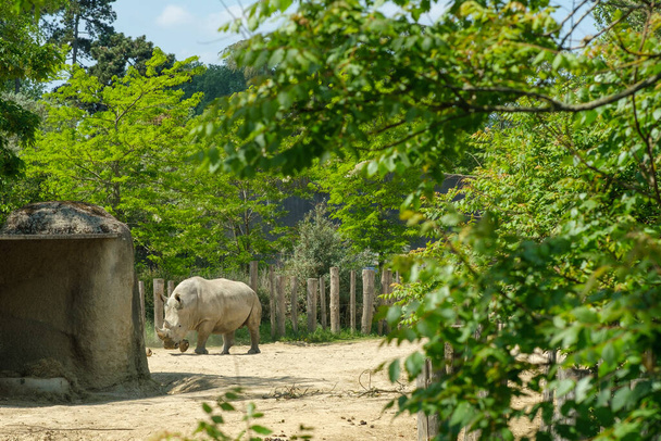 Άποψη ρινόκερου την ημέρα - Φωτογραφία, εικόνα