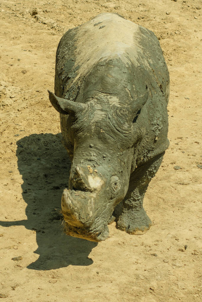 View of a Rhinoceros at daytime - Foto, Bild