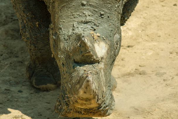 Closeup view of the head of a Rhinoceros - Zdjęcie, obraz