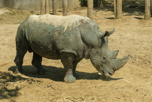 Вид на носорога вдень. - Фото, зображення