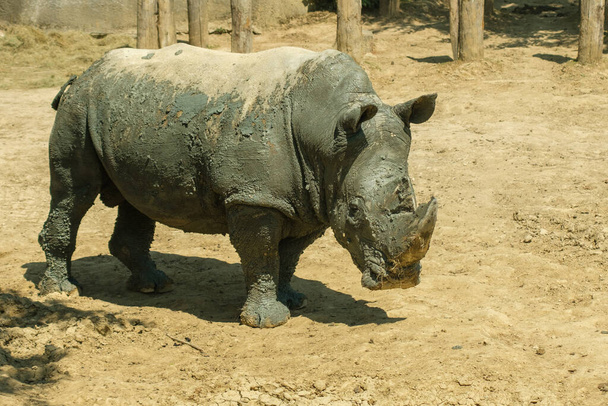 Вид на носорога в дневное время - Фото, изображение