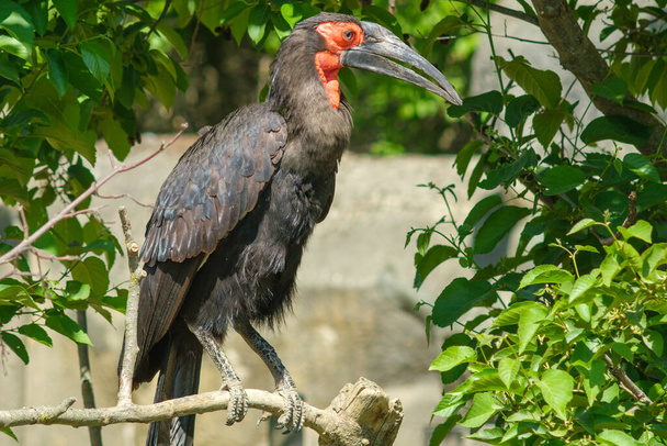 View of a southern ground Hornbill sitting on a tree - Valokuva, kuva