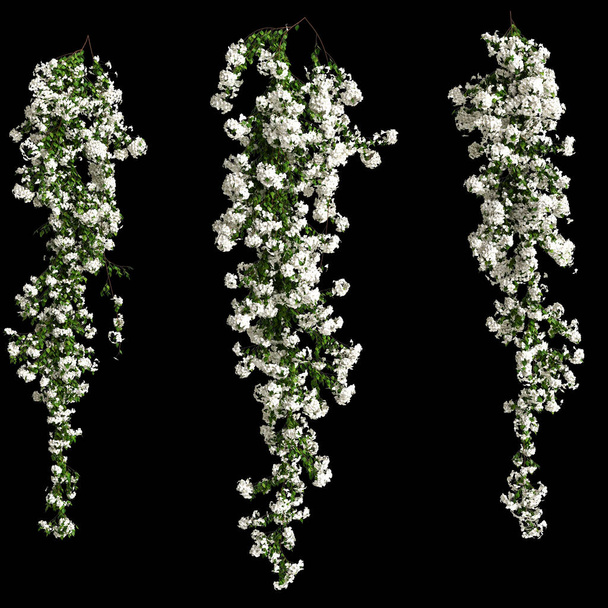 3D ilustrace bílé bougainvillea spectabilis větev květiny izolované na černém pozadí - Fotografie, Obrázek