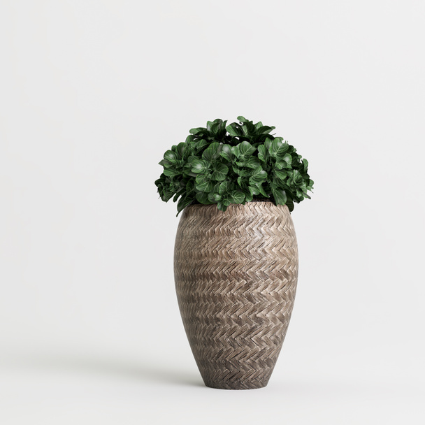 3D απεικόνιση του houseplant σε γλάστρα σε λευκό φόντο - Φωτογραφία, εικόνα