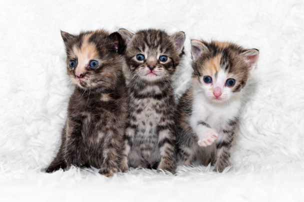 Három aranyos kiscica ül egy puha takarón. Három gyönyörű aranyos cica nyávog és mosolyog. - Fotó, kép
