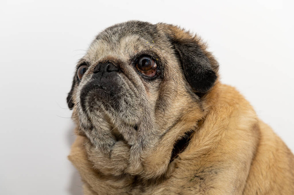 Close-up portrait of old mops. Cute pug dog. Pug looks sadly at the camera - Foto, Bild