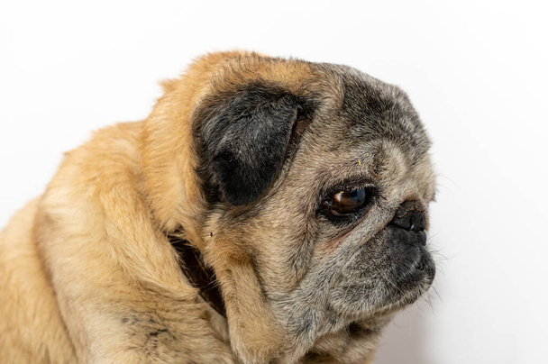 Close-up portrait of old mops. Cute pug dog. Pug looks sadly at the camera - Fotó, kép