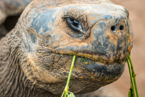 Face of galapagos turtle eating plants in his environment in Ecuador. Galpagos tortoises are native to seven of the Galpagos Islands - Fotó, kép