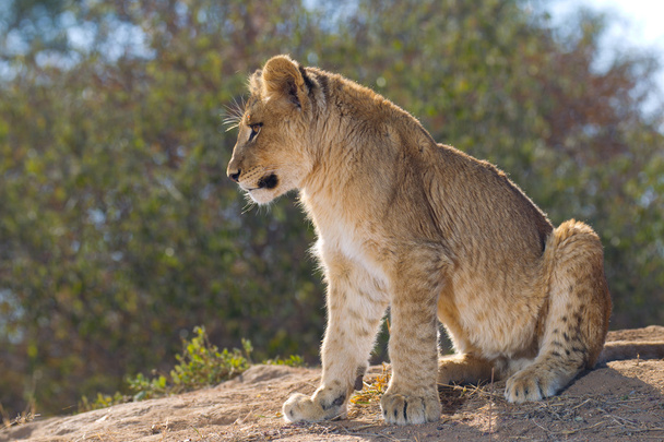 African Lion cub, Republika Południowej Afryki - Zdjęcie, obraz
