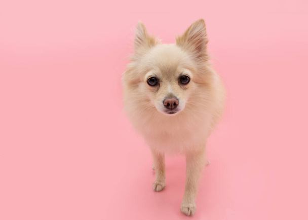 Aranyos pomerániai kutyasétáltatás. Elszigetelt rózsaszín pasztell háttér - Fotó, kép