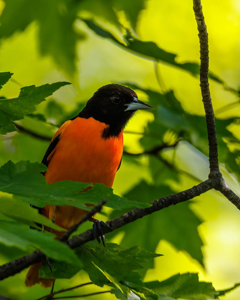 Close up of a Baltimore oriole (Icterus galbula) perched on a tree branch during early spring. Selective focus, background blur and foreground blur. - Photo, Image