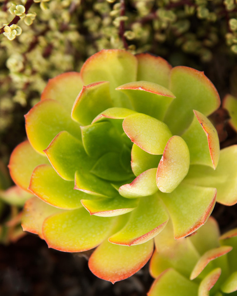 Aeonium urbicum succulent - Fotoğraf, Görsel