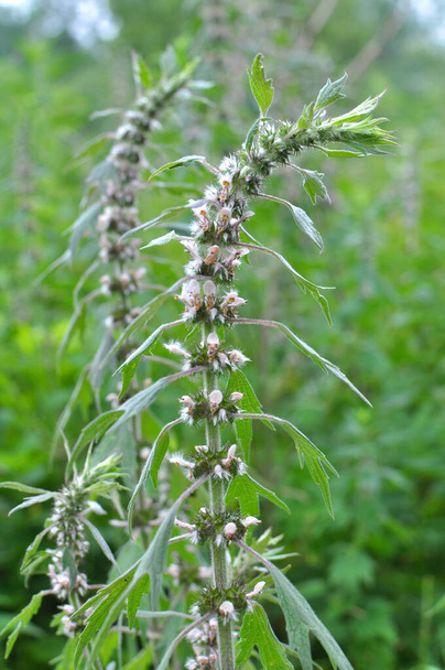 Na louce mezi bylinkami roste a rozkvétá kopřiva je pěticípá (Leonurus quinquelobatus) - Fotografie, Obrázek