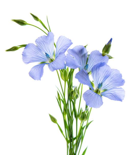 Fleurs de lin isolées sur fond blanc. Bouquet de lin commun bleu, lin ou linum usitatissimum - Photo, image