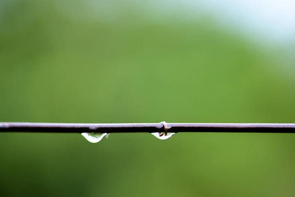 Οριζόντια κλαδί σταφυλιού με σταγόνες βροχής - Φωτογραφία, εικόνα