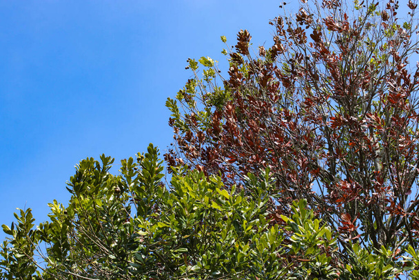 Mire hacia arriba vista del árbol de macadamia con fondo de cielo azul claro en la mañana - Foto, Imagen