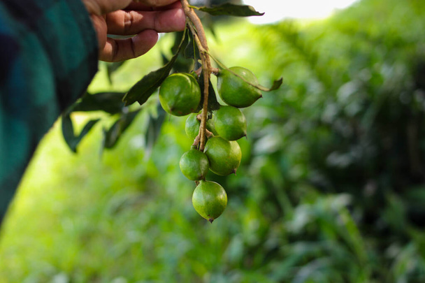 Hand hält ein Bündel Macadamia-Nüsse auf einem Baum in einem Macadamia-Obstgarten - Foto, Bild