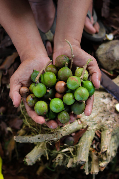 Hrstka makadamových oříšků, které byly čerstvě sklizené ze zahrady. Macadamia také známý jako Queensland ořechy, keře ořechy, maroochy ořechy, bauple ořechy, Hawaii ořechy. - Fotografie, Obrázek