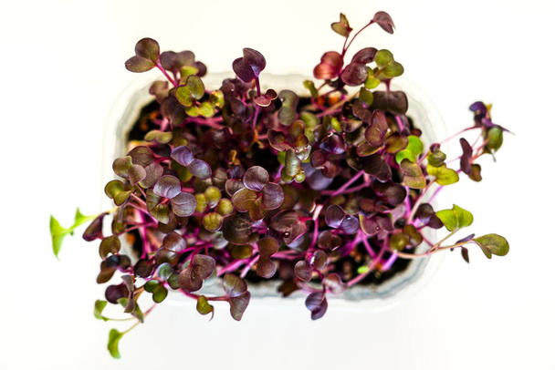 Edible radish micro sprouts in a transparent plastic pot on a light background, top view - Foto, Bild