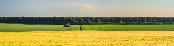 Fields of agricultural crops. Forest on the horizon. Panoramic view - Zdjęcie, obraz