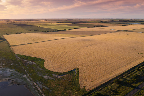Campo de trigo pronto para colheita, na planície de Pampas, La Pampa, Argentina. - Foto, Imagem