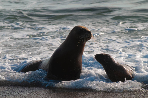 Mother and baby sea lion ,Peninsula Valdes, Chubut,Patagonia ,Argentina - 写真・画像