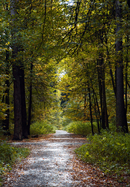 Road. Autumn footpath. A wood footpath. Leaves fall - Фото, зображення