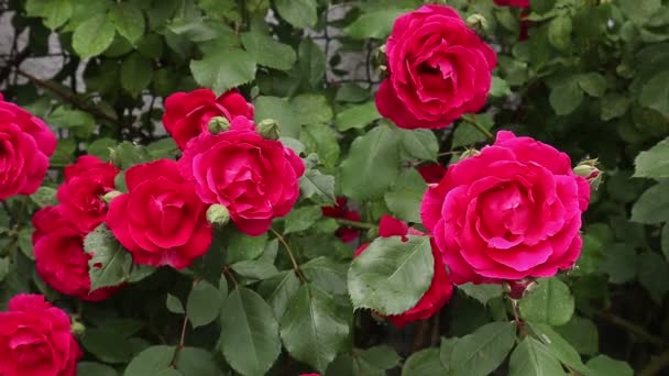 Virágzó vörös rózsák bokra. Közelről. Fúj a szél. Nyáron virágzik a kertben napközben. Homályos háttér. - Felvétel, videó