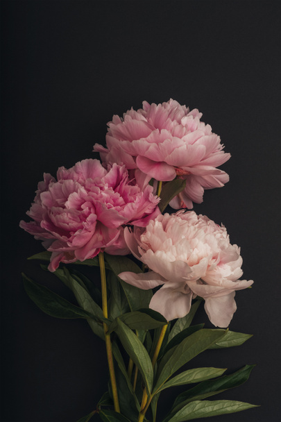 Three pink peony flowers on black background. - Fotó, kép