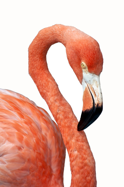 Pinkki Flamingo
. - Valokuva, kuva