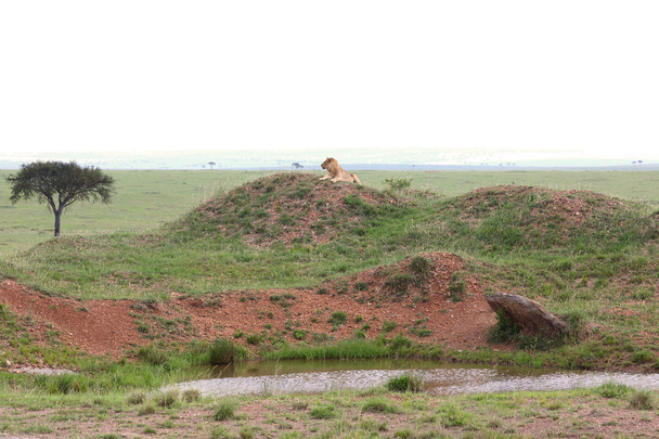 λιοντάρι στην Αφρική - Φωτογραφία, εικόνα